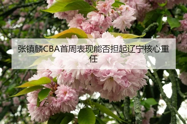 张镇麟CBA首周表现能否担起辽宁核心重任 - JiuyouSports
